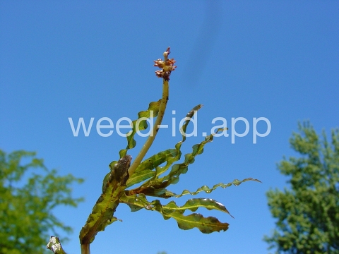 pondweed, curlyleaf
